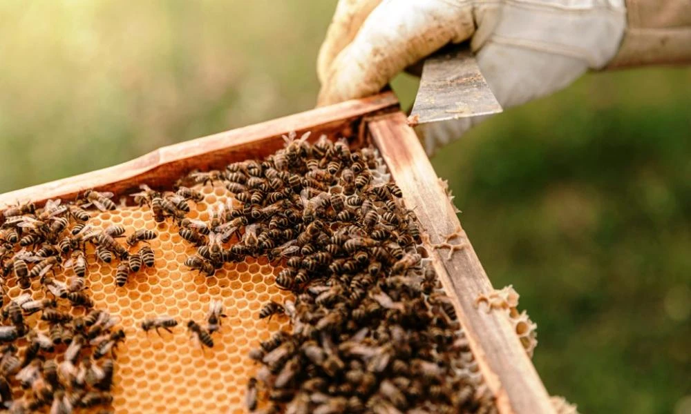 Kλιματική αλλαγή και ελληνοποιήσεις «χτυπούν» την ελληνική μελισσοκομία